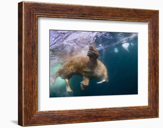 Underwater Walrus, Hudson Bay, Nunavut, Canada-Paul Souders-Framed Photographic Print