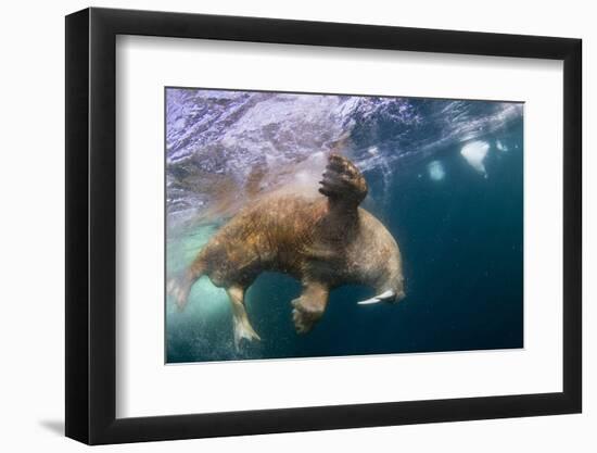 Underwater Walrus, Hudson Bay, Nunavut, Canada-Paul Souders-Framed Photographic Print