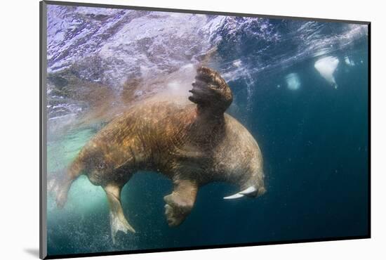 Underwater Walrus, Hudson Bay, Nunavut, Canada-Paul Souders-Mounted Photographic Print