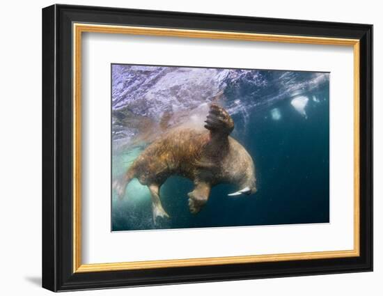 Underwater Walrus, Hudson Bay, Nunavut, Canada-Paul Souders-Framed Photographic Print