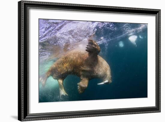 Underwater Walrus, Hudson Bay, Nunavut, Canada-Paul Souders-Framed Photographic Print