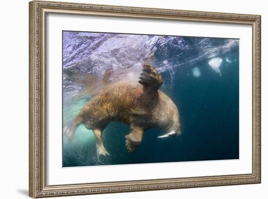 Underwater Walrus, Hudson Bay, Nunavut, Canada-Paul Souders-Framed Photographic Print