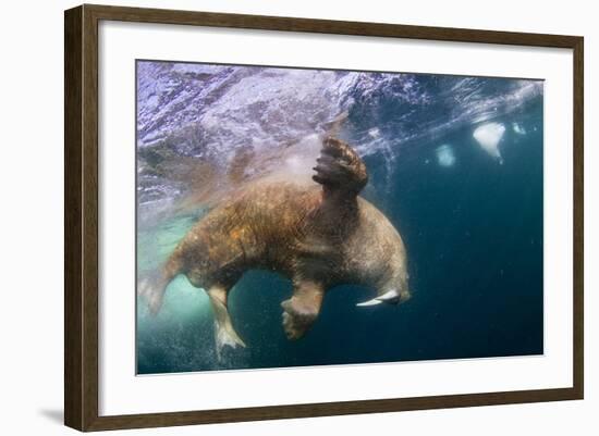 Underwater Walrus, Hudson Bay, Nunavut, Canada-Paul Souders-Framed Photographic Print