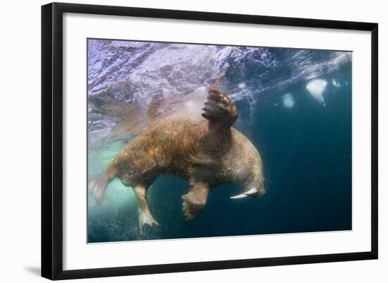 Underwater Walrus, Hudson Bay, Nunavut, Canada-Paul Souders-Framed Photographic Print