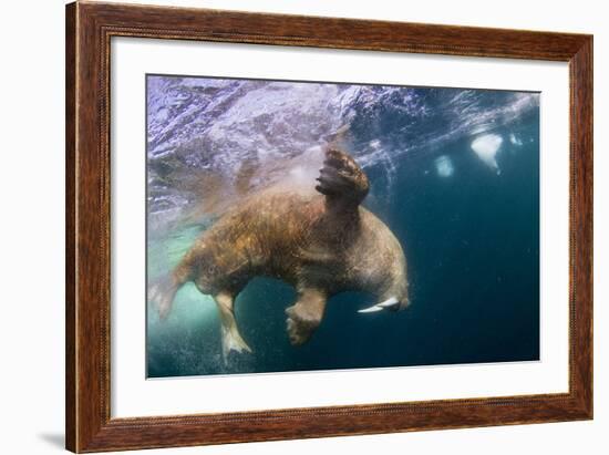 Underwater Walrus, Hudson Bay, Nunavut, Canada-Paul Souders-Framed Photographic Print