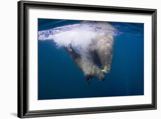 Underwater Walrus, Hudson Bay, Nunavut, Canada-Paul Souders-Framed Photographic Print