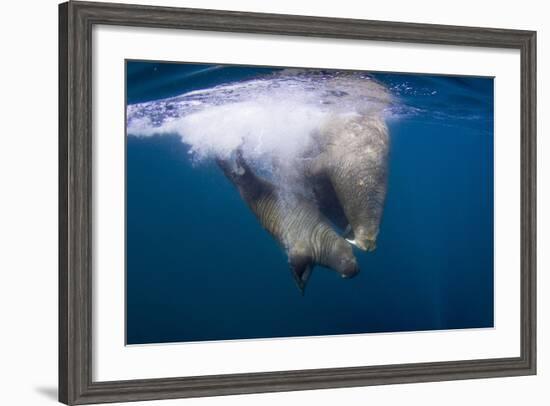 Underwater Walrus, Hudson Bay, Nunavut, Canada-Paul Souders-Framed Photographic Print