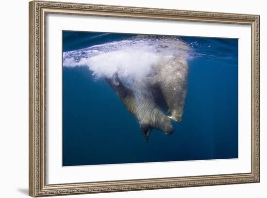 Underwater Walrus, Hudson Bay, Nunavut, Canada-Paul Souders-Framed Photographic Print