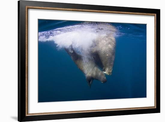 Underwater Walrus, Hudson Bay, Nunavut, Canada-Paul Souders-Framed Photographic Print