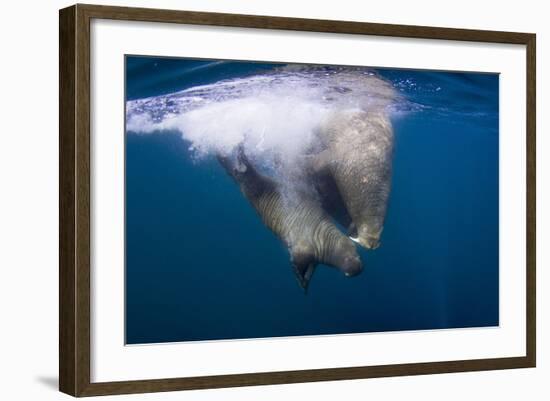 Underwater Walrus, Hudson Bay, Nunavut, Canada-Paul Souders-Framed Photographic Print