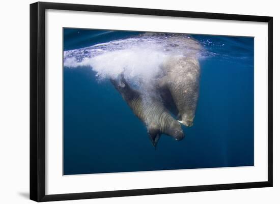 Underwater Walrus, Hudson Bay, Nunavut, Canada-Paul Souders-Framed Photographic Print