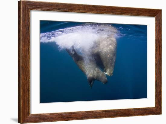 Underwater Walrus, Hudson Bay, Nunavut, Canada-Paul Souders-Framed Photographic Print