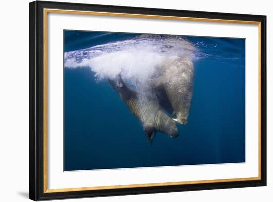 Underwater Walrus, Hudson Bay, Nunavut, Canada-Paul Souders-Framed Photographic Print