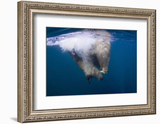 Underwater Walrus, Hudson Bay, Nunavut, Canada-Paul Souders-Framed Photographic Print