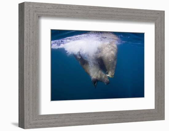 Underwater Walrus, Hudson Bay, Nunavut, Canada-Paul Souders-Framed Photographic Print