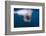 Underwater Walrus, Hudson Bay, Nunavut, Canada-Paul Souders-Framed Photographic Print