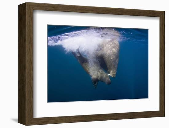 Underwater Walrus, Hudson Bay, Nunavut, Canada-Paul Souders-Framed Photographic Print