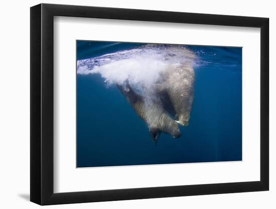 Underwater Walrus, Hudson Bay, Nunavut, Canada-Paul Souders-Framed Photographic Print