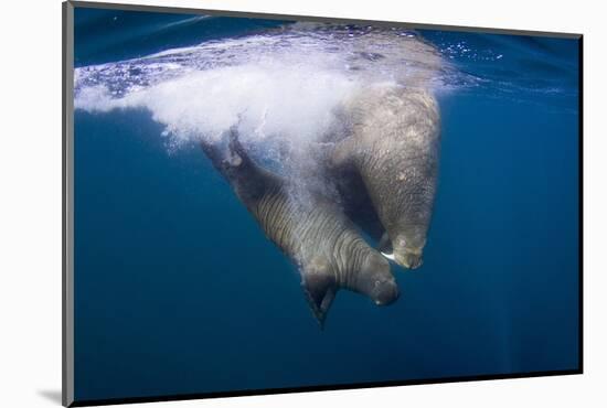 Underwater Walrus, Hudson Bay, Nunavut, Canada-Paul Souders-Mounted Photographic Print