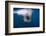 Underwater Walrus, Hudson Bay, Nunavut, Canada-Paul Souders-Framed Photographic Print