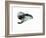 Underwater-Mark Adlington-Framed Giclee Print