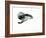 Underwater-Mark Adlington-Framed Giclee Print