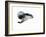 Underwater-Mark Adlington-Framed Giclee Print