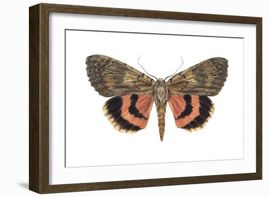 Underwing Moth (Catocala Ultronia), Ultronia Underwing, Insects-Encyclopaedia Britannica-Framed Art Print