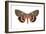 Underwing Moth (Catocala Ultronia), Ultronia Underwing, Insects-Encyclopaedia Britannica-Framed Art Print