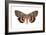 Underwing Moth (Catocala Ultronia), Ultronia Underwing, Insects-Encyclopaedia Britannica-Framed Art Print