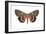 Underwing Moth (Catocala Ultronia), Ultronia Underwing, Insects-Encyclopaedia Britannica-Framed Art Print