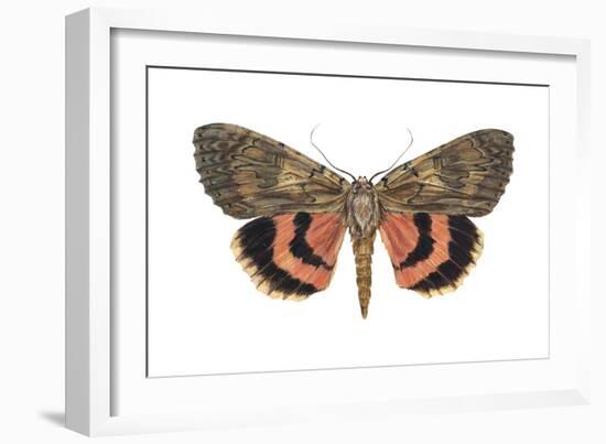 Underwing Moth (Catocala Ultronia), Ultronia Underwing, Insects-Encyclopaedia Britannica-Framed Art Print