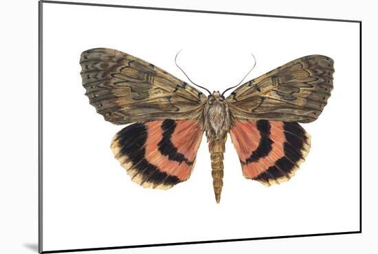 Underwing Moth (Catocala Ultronia), Ultronia Underwing, Insects-Encyclopaedia Britannica-Mounted Art Print