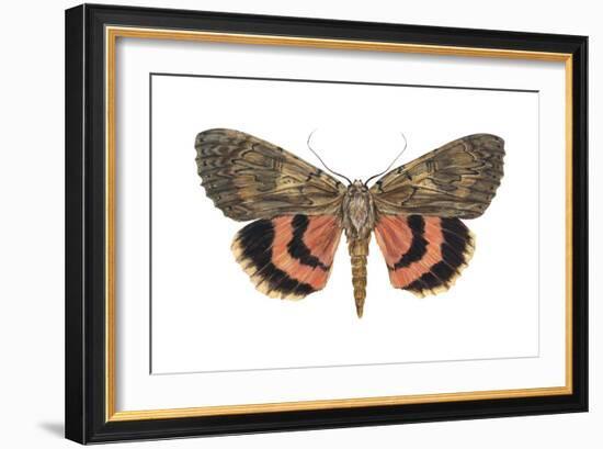 Underwing Moth (Catocala Ultronia), Ultronia Underwing, Insects-Encyclopaedia Britannica-Framed Art Print