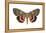 Underwing Moth (Catocala Ultronia), Ultronia Underwing, Insects-Encyclopaedia Britannica-Framed Stretched Canvas