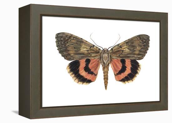 Underwing Moth (Catocala Ultronia), Ultronia Underwing, Insects-Encyclopaedia Britannica-Framed Stretched Canvas