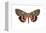 Underwing Moth (Catocala Ultronia), Ultronia Underwing, Insects-Encyclopaedia Britannica-Framed Stretched Canvas