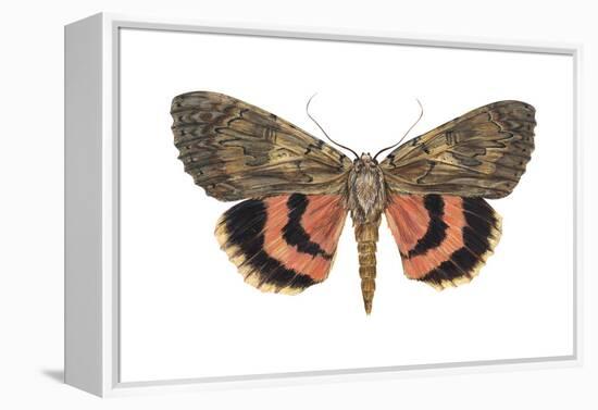 Underwing Moth (Catocala Ultronia), Ultronia Underwing, Insects-Encyclopaedia Britannica-Framed Stretched Canvas