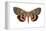 Underwing Moth (Catocala Ultronia), Ultronia Underwing, Insects-Encyclopaedia Britannica-Framed Stretched Canvas