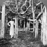 Among the Roots of a Banyan Tree, Calcutta, India, 1900s-Underwood & Underwood-Photographic Print