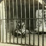 Captured Man-Eating Tiger Blamed for 200 Deaths, Calcutta, India, C1903-Underwood & Underwood-Photographic Print