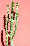 Photo Picture of a Tropical Cactus Texture Background-underworld-Mounted Photographic Print