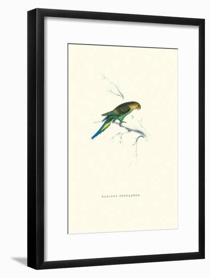 Undulated Parakeet - Nelopsittacus Undulatus-Edward Lear-Framed Art Print