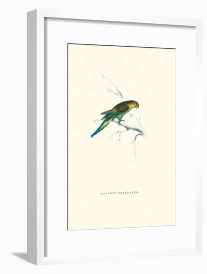 Undulated Parakeet - Nelopsittacus Undulatus-Edward Lear-Framed Art Print