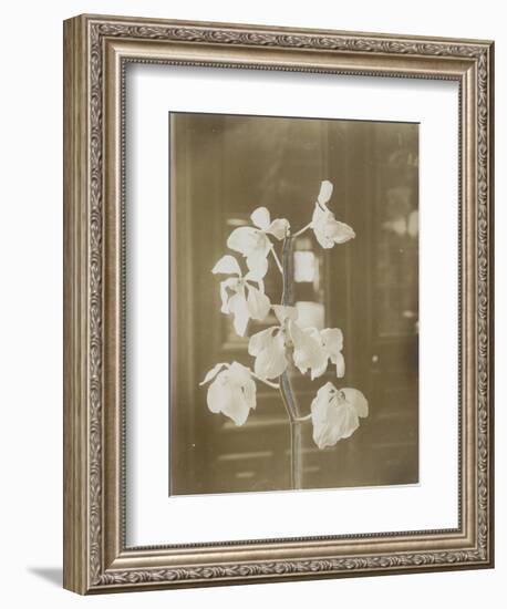 Une branche de fleur d'orchidées ; fond intérieur maison (fonds Gallé)-null-Framed Giclee Print