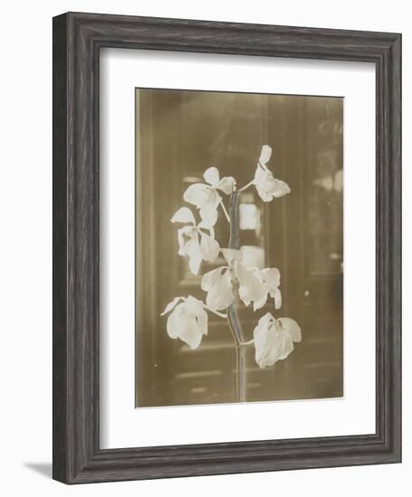 Une branche de fleur d'orchidées ; fond intérieur maison (fonds Gallé)-null-Framed Giclee Print