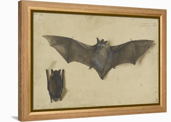 Une chauve-souris les ailes déployées, une autre les ailes repliées-Albrecht Dürer-Framed Premier Image Canvas