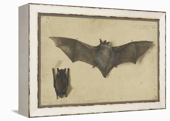 Une chauve-souris les ailes déployées, une autre les ailes repliées-Albrecht Dürer-Framed Premier Image Canvas