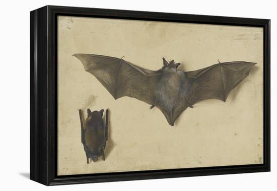 Une chauve-souris les ailes déployées, une autre les ailes repliées-Albrecht Dürer-Framed Premier Image Canvas