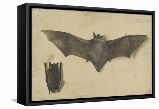 Une chauve-souris les ailes déployées, une autre les ailes repliées-Albrecht Dürer-Framed Premier Image Canvas